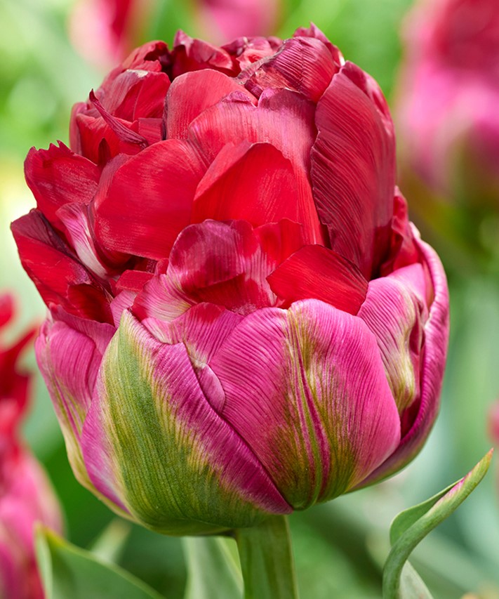 Тюльпан махровый поздний Айс Крим Кренберри